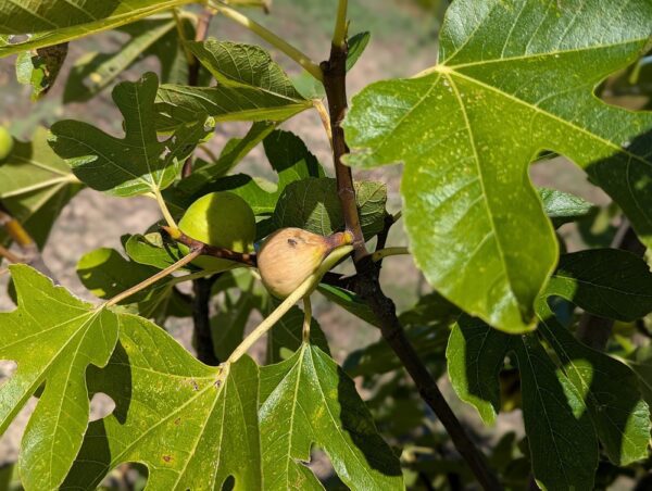 feuillage et figue mûres du figuier Conadria, figues blanches