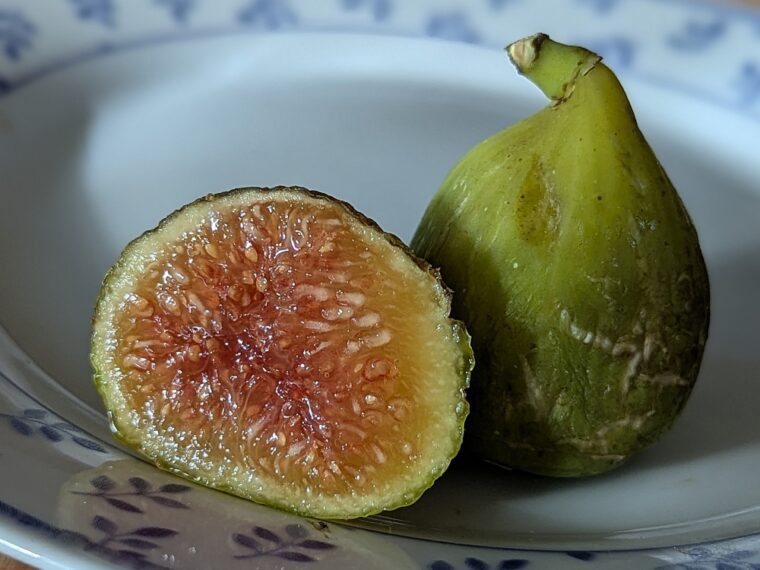 ficus-carica-conadria-open-25-8-30