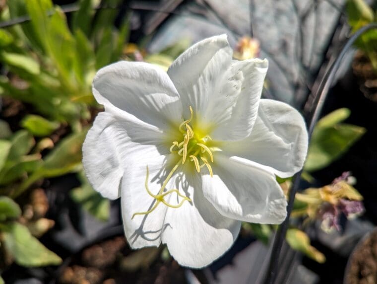 oenothera-pallida-22-6