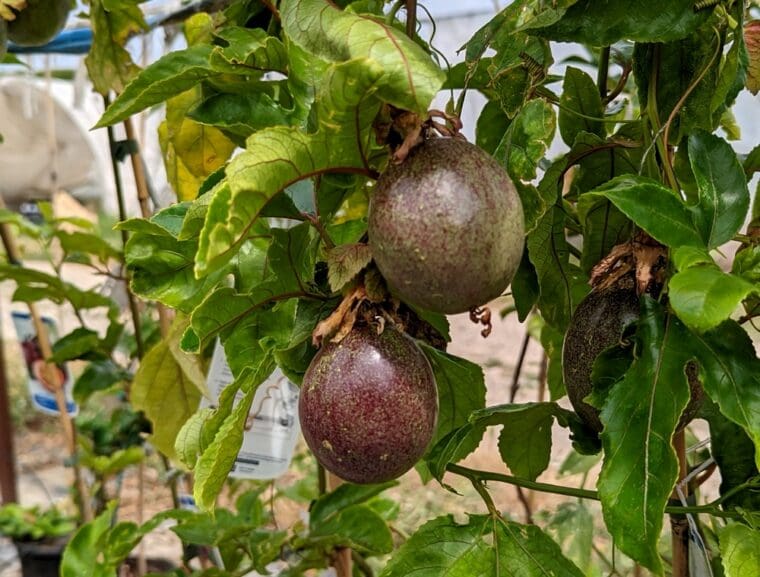 passiflore-edulis-fruits