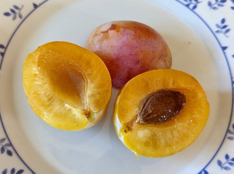 prune-luisa-8-22