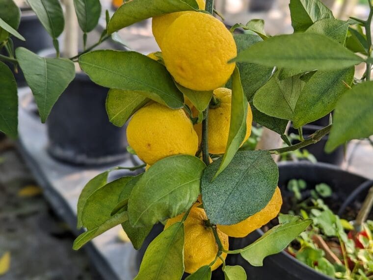 citrus-junos-hanayuzu-grappe-24-11