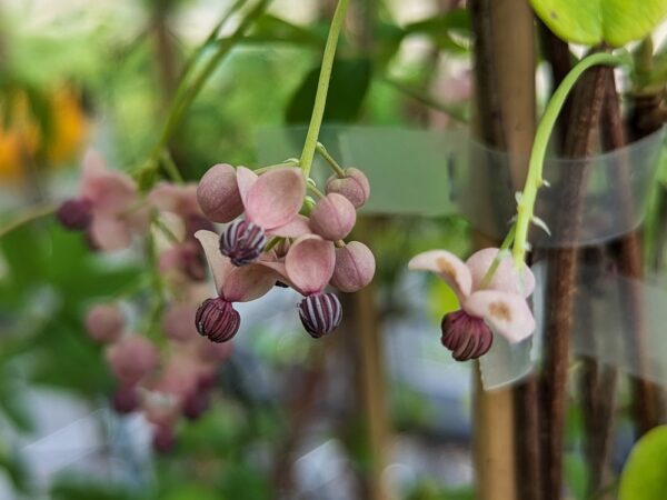 fleur d'akebia variegata
