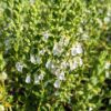 floraison de teucrium lucidrys blanc