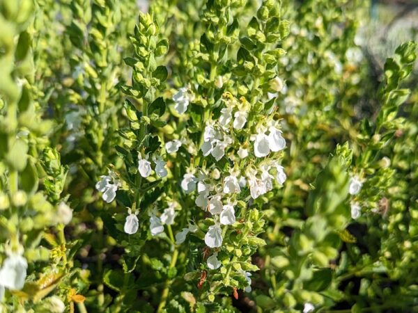 floraison de teucrium lucidrys blanc