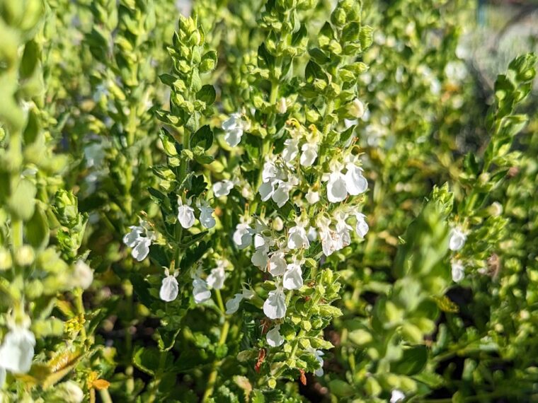 teucrium-lucidrys-alba-23-5-1
