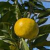 un fruit de dimicelli sur un arbre