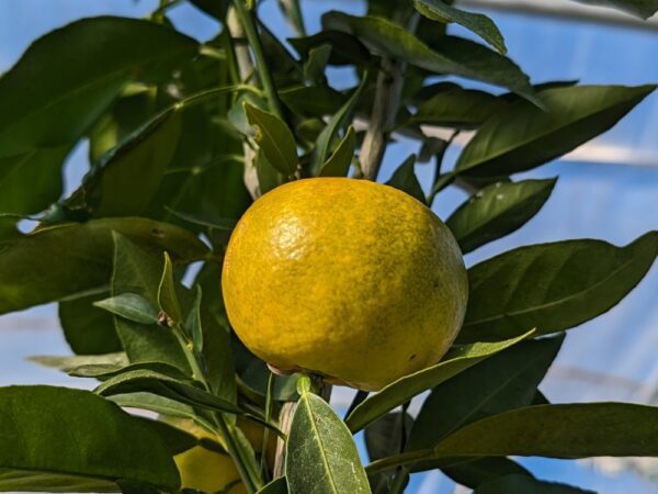 un fruit de dimicelli sur un arbre