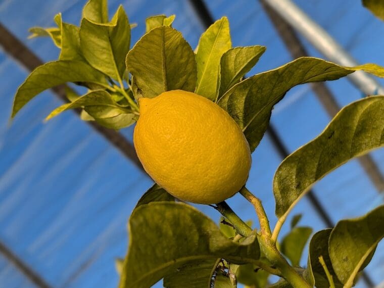 citrus-lemon-eureka-24-12