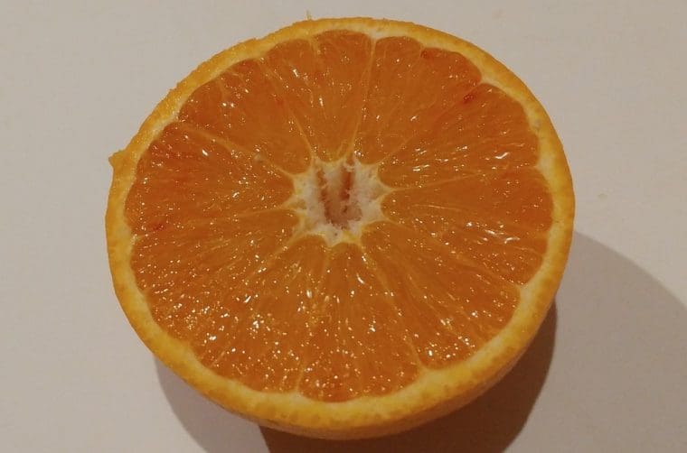 citrus-orange-douce-inra