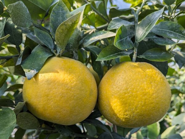 Deux pomélos Welker jaune, très rustiques sur un arbre