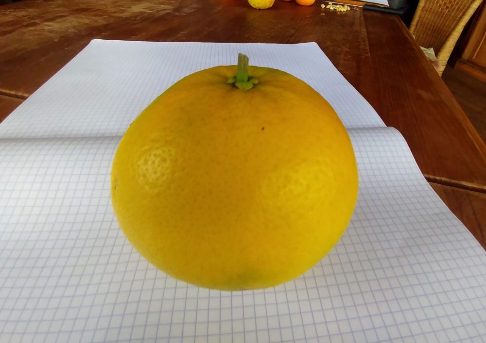 Citrus paradisi"Welker", Pomelo très rustique Pépinières Quissac