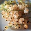 une belle grappe de groseilles blanches Versailles