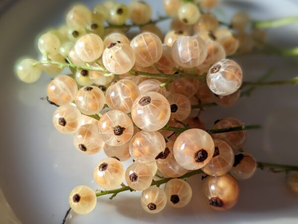 une belle grappe de groseilles blanches Versailles