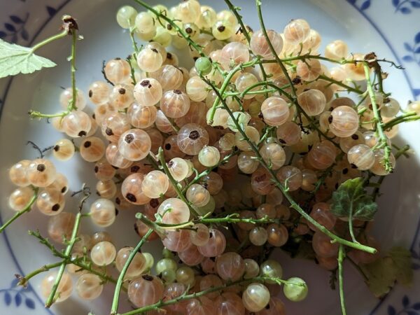 groseilles blanches Versailles