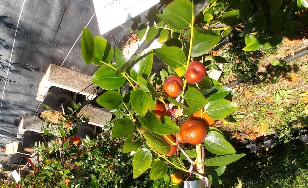 Ziziphus jujuba "Chico", Dattier chinois Pépinières Quissac