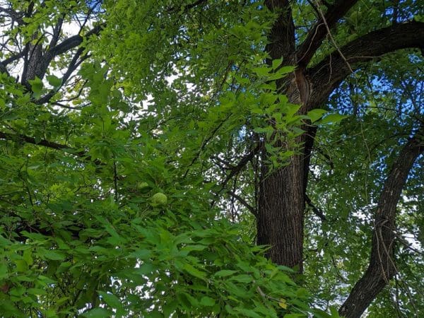 grand arbre feuillu