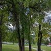 bosquet de Maclura pomifera, également appeléOranger des Osages, dans un parc