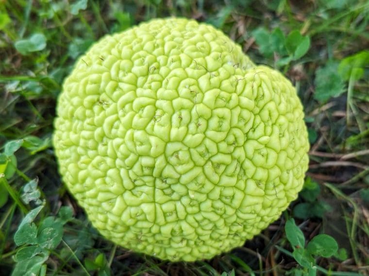 maclura-pomifera-fruit