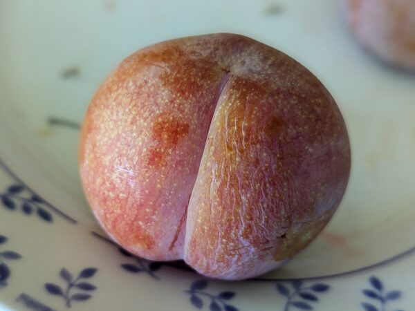 fruit d'un hybride interspecifique dapple supreme prune-abricot, mûr, posé sur une assiette