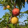 Hybride interspecifique dapple supreme prune-abricot, plusieurs fruits mûrs et pas mûrs sur une branche feuillue devant un ciel bleu