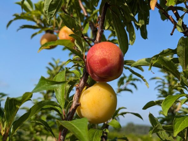 Hybride interspecifique dapple supreme prune-abricot, plusieurs fruits mûrs et pas mûrs sur une branche feuillue devant un ciel bleu