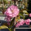 prunus kanzan en fleurs