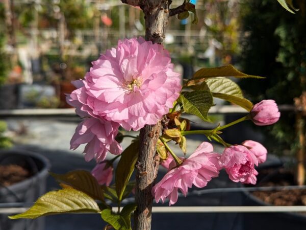 prunus kanzan en fleurs