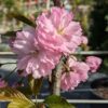 Prunus Kanzan en fleurs