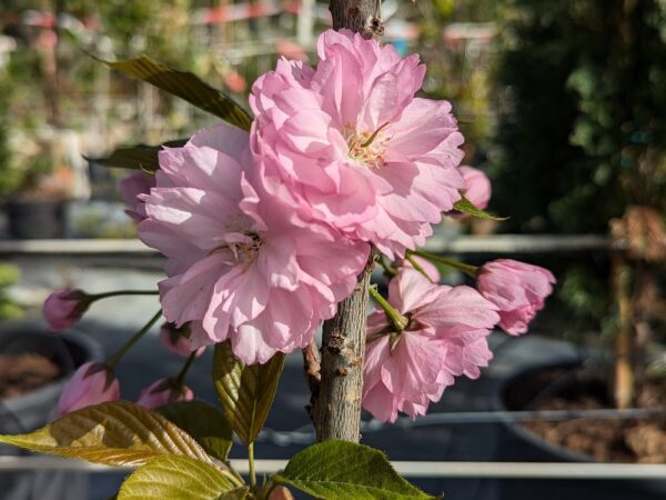 Prunus Kanzan en fleurs