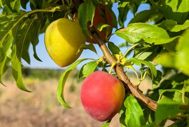 prune-abricot-juicy-june