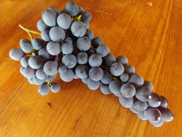 vitis-vineland