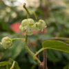 FLEUR DE L'acitinidia arguta