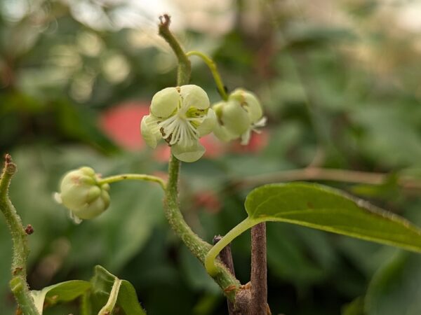 FLEUR DE L'acitinidia arguta
