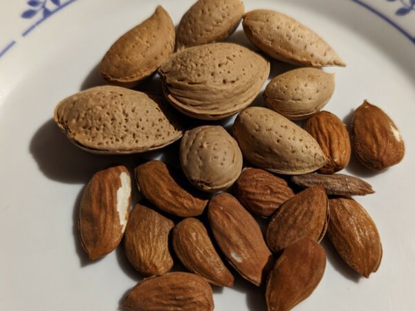 amandes supernova sur fond blanc