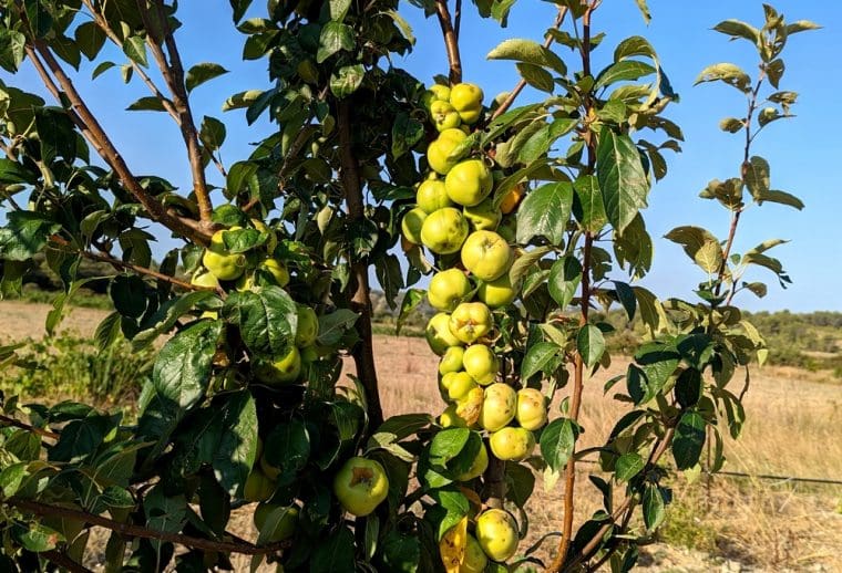 malus-pomme-d-api-arbre-8-22