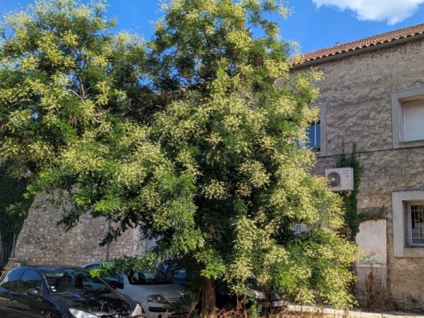 un très bel exemplaire d'un sophora japonica, arbre à miel, en fleurs