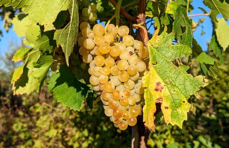 vitis-garanth