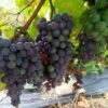 Belles grappes de la vigne résistante Muscat Garnier sur treille
