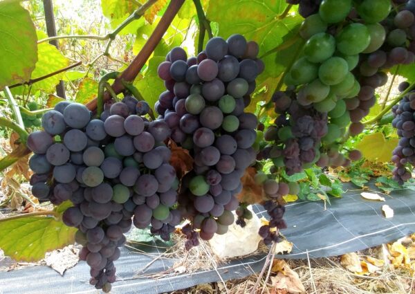 Belles grappes de la vigne résistante Muscat Garnier sur treille