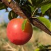 un fruit de prunus globus bien orange sur une branche