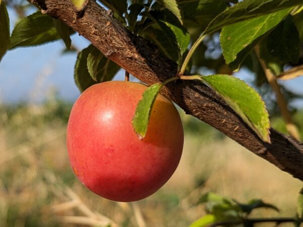 un fruit de prunus globus bien orange sur une branche