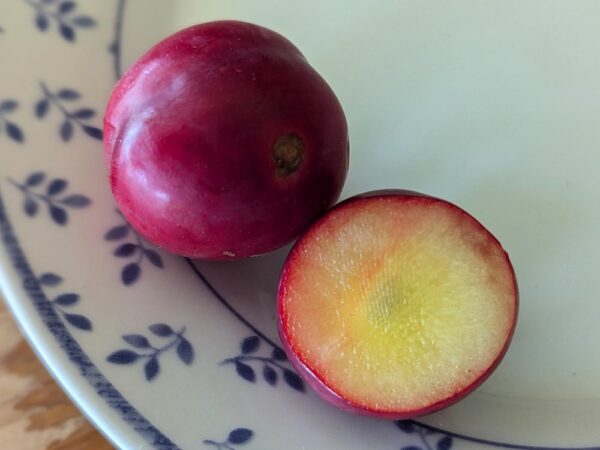 un fruit de prunus globus coupé en deux sur une assiette, un côté chair jaune clair, un côté peau rouge