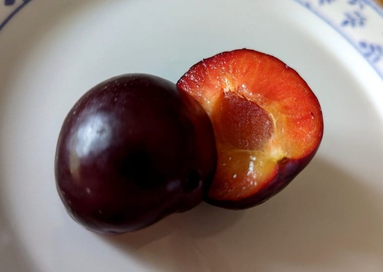 prunus-globus