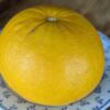 Un beau fruit de citrus Auline, jaune, posée sur une assiette