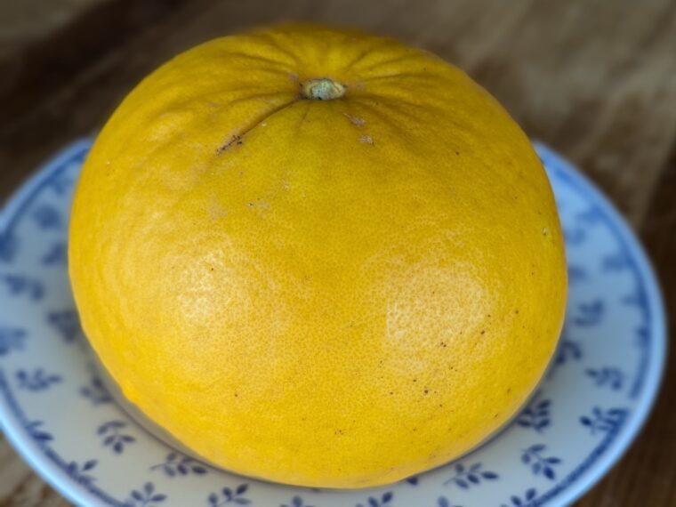 Citrus-auline-25-3
