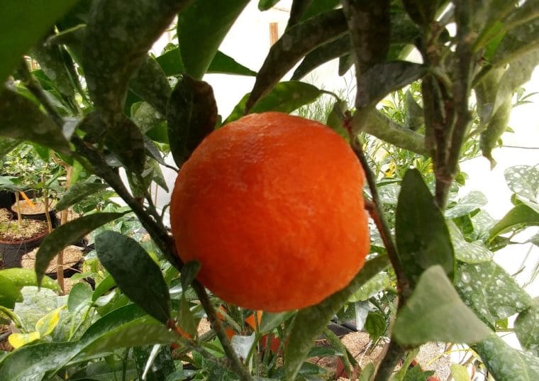 citrus-safor