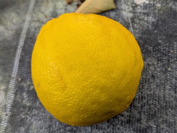 Beau fruit grand, jaune d'un citrus ichangensis, utilisé comme citron au goût bien riche et complexe à maturité