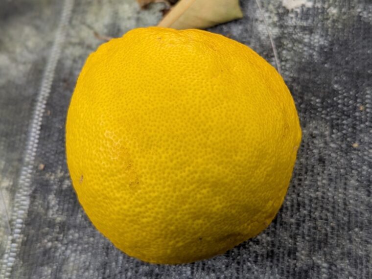 citrus-ichangensis-x-grandis-25-11