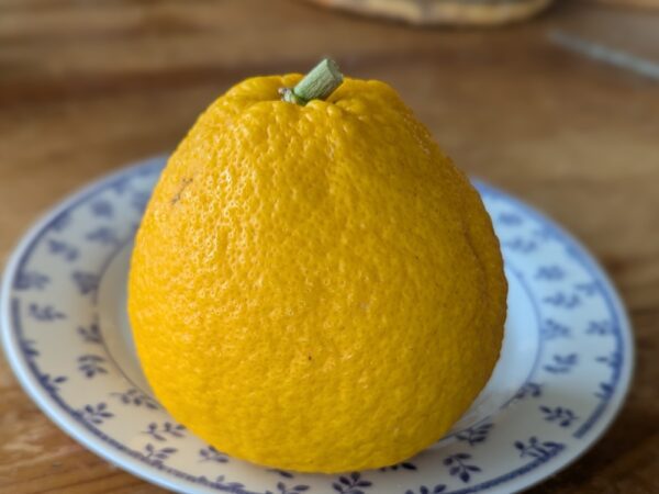 Marumero : petit pomelo à peau jaune, légèrement orangé à maturité